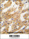 Delta-1-pyrroline-5-carboxylate dehydrogenase, mitochondrial antibody, 63-260, ProSci, Immunohistochemistry paraffin image 