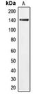 Inner Centromere Protein antibody, orb214107, Biorbyt, Western Blot image 