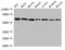 Glucose-6-Phosphate Isomerase antibody, A53853-100, Epigentek, Western Blot image 