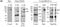 Desmoglein 3 antibody, NBP1-78984, Novus Biologicals, Western Blot image 