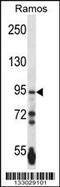 Protocadherin Gamma Subfamily A, 3 antibody, 57-156, ProSci, Western Blot image 