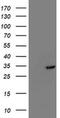 Translocase Of Outer Mitochondrial Membrane 34 antibody, MA5-25623, Invitrogen Antibodies, Western Blot image 