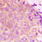 Heat Shock Protein Family D (Hsp60) Member 1 antibody, LS-B16075, Lifespan Biosciences, Immunohistochemistry frozen image 