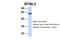 Butyrophilin Like 3 antibody, 26-163, ProSci, Western Blot image 