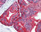 Keratin 5 antibody, 51-313, ProSci, Immunohistochemistry paraffin image 