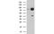 Kelch Repeat And BTB Domain Containing 7 antibody, MBS832249, MyBioSource, Western Blot image 