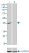 ADH4 antibody, H00000127-M01, Novus Biologicals, Western Blot image 