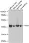 Fumarylacetoacetate Hydrolase antibody, 15-020, ProSci, Western Blot image 