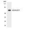 Rho Guanine Nucleotide Exchange Factor 5 antibody, LS-B11452, Lifespan Biosciences, Western Blot image 