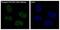 RNA Polymerase II Subunit A antibody, P01029-2, Boster Biological Technology, Immunofluorescence image 