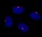 Centrosomal Protein 290 antibody, IHC-00365, Bethyl Labs, Immunofluorescence image 
