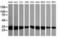 Keratin 77 antibody, orb322964, Biorbyt, Western Blot image 