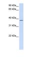 EURL antibody, orb325234, Biorbyt, Western Blot image 