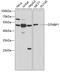 Dysbindin-1 antibody, 16-550, ProSci, Western Blot image 