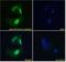 Protein Phosphatase 1 Regulatory Subunit 15A antibody, PA5-17937, Invitrogen Antibodies, Immunofluorescence image 