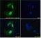 Protein Phosphatase 1 Regulatory Subunit 15A antibody, PA5-17937, Invitrogen Antibodies, Immunofluorescence image 