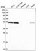 RuvB Like AAA ATPase 2 antibody, HPA042880, Atlas Antibodies, Western Blot image 