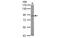 Transcription Factor 25 antibody, MBS837529, MyBioSource, Western Blot image 