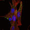 Kelch Like Family Member 1 antibody, STJ98199, St John