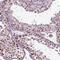 REST Corepressor 3 antibody, NBP2-68930, Novus Biologicals, Immunohistochemistry frozen image 