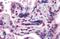 Gastrulation Brain Homeobox 2 antibody, NB100-55393, Novus Biologicals, Immunohistochemistry frozen image 