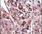 Diacylglycerol Kinase Zeta antibody, PA5-15319, Invitrogen Antibodies, Immunohistochemistry frozen image 