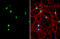 RNA Binding Fox-1 Homolog 3 antibody, GTX132974, GeneTex, Immunofluorescence image 