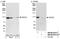 Cell Division Cycle 5 Like antibody, NB100-87014, Novus Biologicals, Western Blot image 