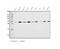 Proteasome Activator Subunit 2 antibody, A07053-1, Boster Biological Technology, Western Blot image 