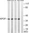 Apolipoprotein F antibody, abx014199, Abbexa, Western Blot image 