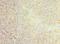 CD22 Molecule antibody, LS-C375421, Lifespan Biosciences, Immunohistochemistry frozen image 