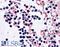 NLR Family Pyrin Domain Containing 3 antibody, NBP2-76806, Novus Biologicals, Immunohistochemistry frozen image 