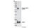 Crmp2 antibody, 9397S, Cell Signaling Technology, Western Blot image 