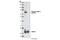 Dihydropyrimidinase Like 2 antibody, 9397S, Cell Signaling Technology, Western Blot image 