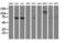 Folate Hydrolase 1 antibody, LS-B12239, Lifespan Biosciences, Western Blot image 