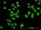 Symplekin antibody, H00008189-M03, Novus Biologicals, Immunofluorescence image 