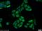 Prostate Transmembrane Protein, Androgen Induced 1 antibody, 16521-1-AP, Proteintech Group, Immunofluorescence image 