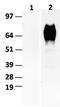 CD36 Molecule antibody, M01189-HRP, Boster Biological Technology, Western Blot image 