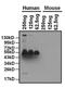 Apolipoprotein A1 antibody, GTX15657, GeneTex, Western Blot image 