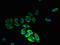 Major Facilitator Superfamily Domain Containing 14B antibody, LS-C377718, Lifespan Biosciences, Immunofluorescence image 