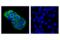 Mucin 1, Cell Surface Associated antibody, 4538S, Cell Signaling Technology, Immunofluorescence image 