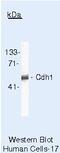 Cadherin 1 antibody, MA5-11496, Invitrogen Antibodies, Western Blot image 