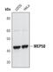 WD Repeat Domain 77 antibody, PA5-17152, Invitrogen Antibodies, Western Blot image 