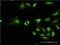 Ring Finger Protein 1 antibody, H00006015-M10, Novus Biologicals, Immunofluorescence image 