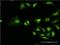 E3 ubiquitin-protein ligase RING1 antibody, H00006015-M10, Novus Biologicals, Immunofluorescence image 