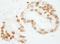 SUB1 Regulator Of Transcription antibody, NB100-59774, Novus Biologicals, Immunohistochemistry frozen image 