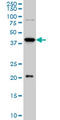 YY1 Transcription Factor antibody, LS-B5549, Lifespan Biosciences, Western Blot image 