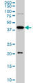 Transcriptional repressor protein YY1 antibody, LS-B5549, Lifespan Biosciences, Western Blot image 