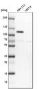 Filamin A Interacting Protein 1 Like antibody, HPA043133, Atlas Antibodies, Western Blot image 