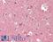 Reticulon 3 antibody, LS-B15480, Lifespan Biosciences, Immunohistochemistry paraffin image 